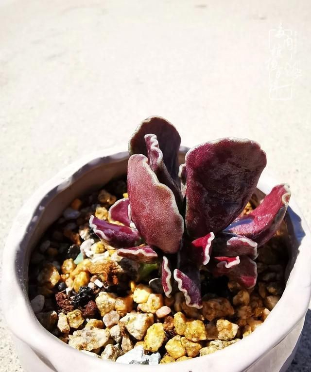 自己刨坑之天锦章属多肉植物水泡特辑!