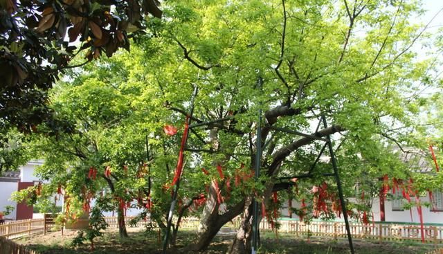 王维《相思》诗词中的“红豆”，究竟指的是哪一种植物？