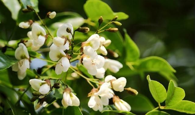 王维《相思》诗词中的“红豆”，究竟指的是哪一种植物？