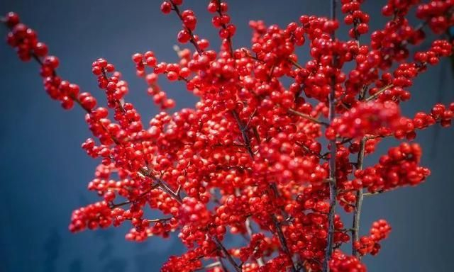 王维《相思》诗词中的“红豆”，究竟指的是哪一种植物？
