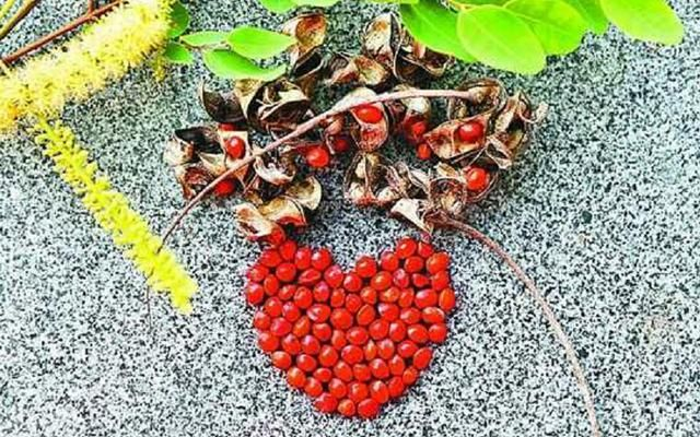 王维《相思》诗词中的“红豆”，究竟指的是哪一种植物？