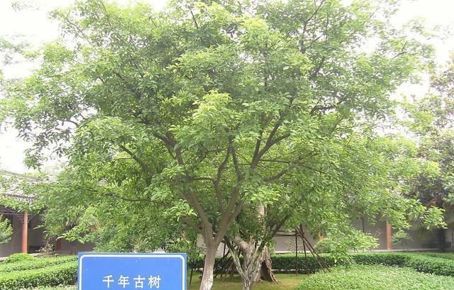 王维《相思》诗词中的“红豆”，究竟指的是哪一种植物？