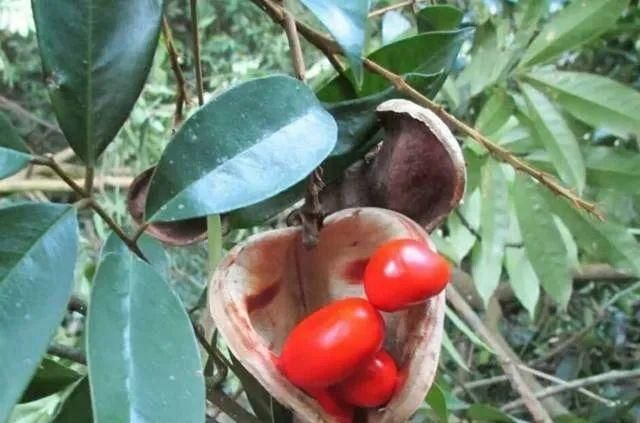 王维《相思》诗词中的“红豆”，究竟指的是哪一种植物？