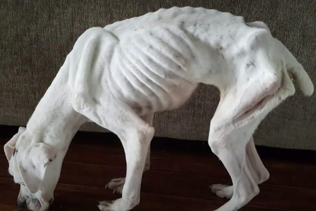 骨瘦如柴的狗狗在"等死",却被夫妇意外瞥到,3年后变化太大了