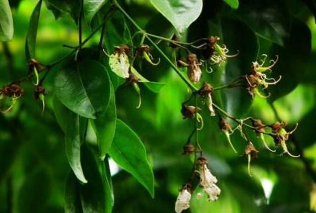 王维《相思》诗词中的“红豆”，究竟指的是哪一种植物？