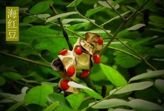 王维《相思》诗词中的“红豆”，究竟指的是哪一种植物？