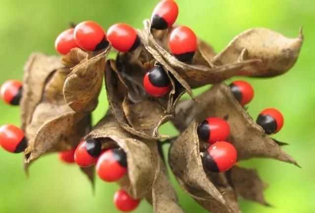 王维《相思》诗词中的“红豆”，究竟指的是哪一种植物？