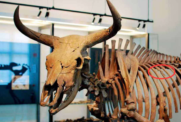 安徽博物馆有一个原牛化石,上面还有受到人类攻击后,留下的伤痕