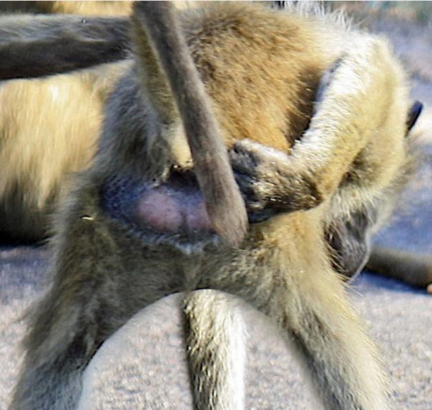 狒狒对着游客上来就是一顿搞怪耍流氓,撅着屁股毫不害臊