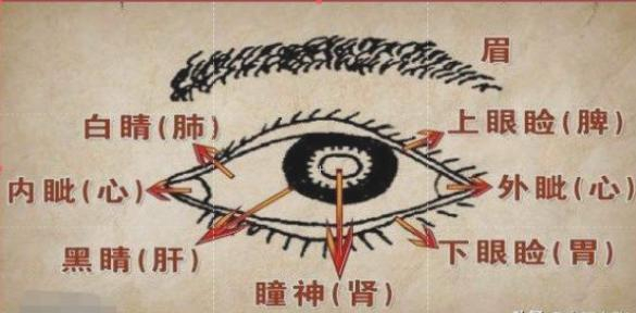 太全面了！中医面诊+背诊+手诊知识精华，收藏了吧|疾病|便秘_新浪新闻