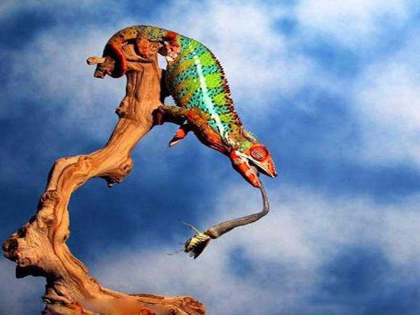 变色龙捕食螳螂,舌头一伸就抓住了,螳螂被吃前还没反应过来