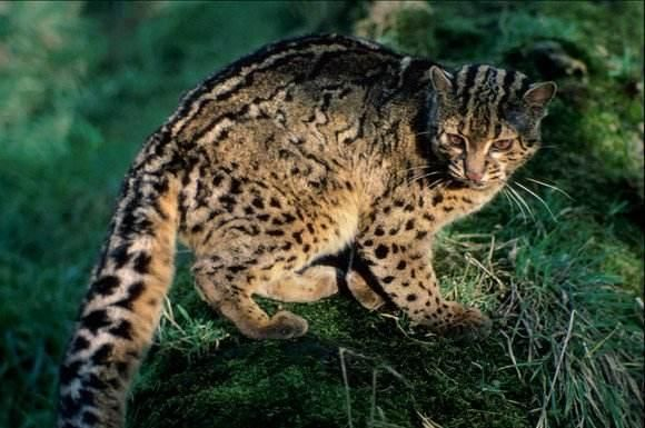 中国有哪些品种的猫?中国本土猫种类大全|临清_新浪新闻