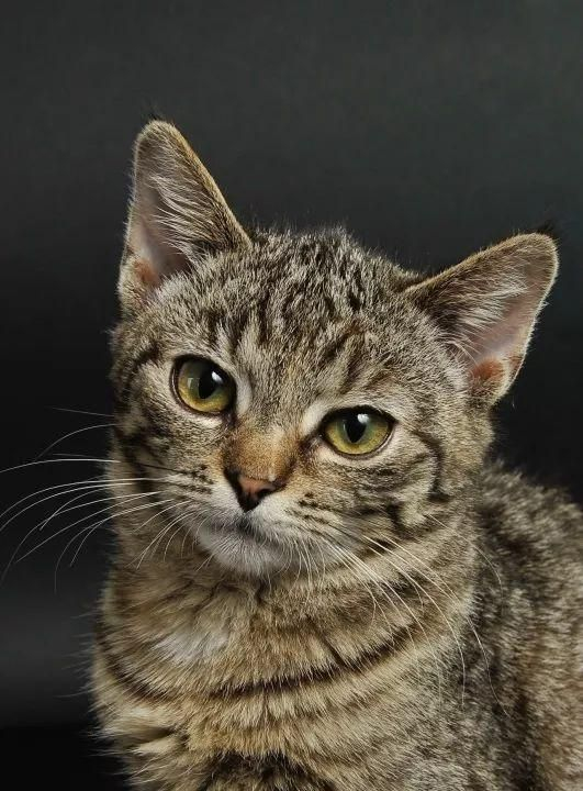 中国有哪些品种的猫?中国本土猫种类大全|临清_新浪新闻