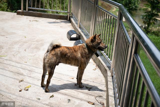 土狗真的不土,这6种狗堪称“中华神犬”,你认识几种?