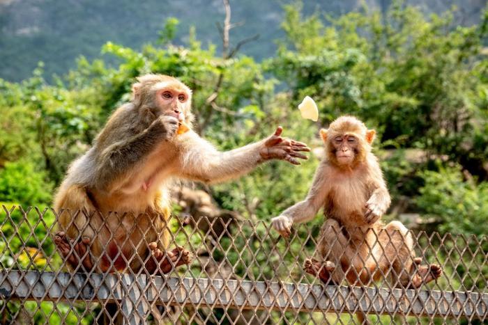 南太行山猕猴：游客投喂水果，它努力去接，结果实在太出乎意料