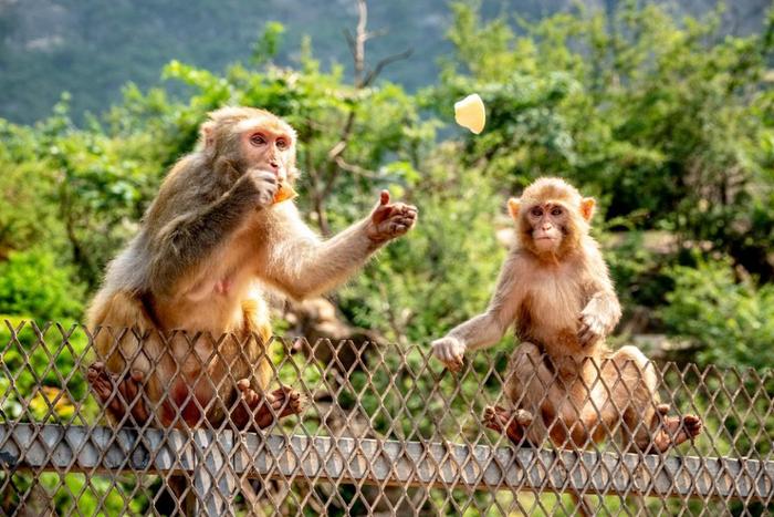 南太行山猕猴：游客投喂水果，它努力去接，结果实在太出乎意料