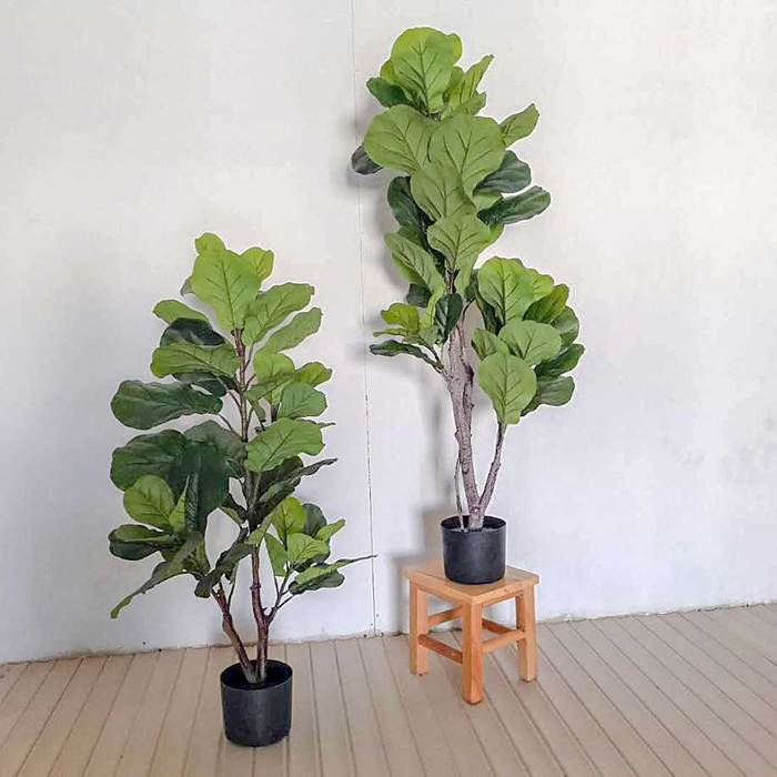 琴叶榕叶子下垂,掌握几个技巧,轻松恢复生机勃勃!|_新浪新闻