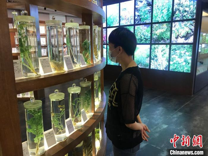 新疆阿勒泰市阿尔泰山中草药博物馆。　阿丽娅 摄