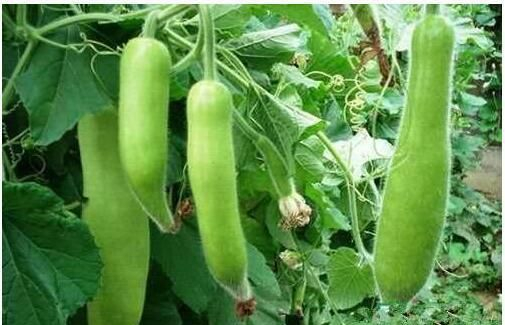 瓠子如何种植呢？需注意这6个要点|粪肥_新浪新闻