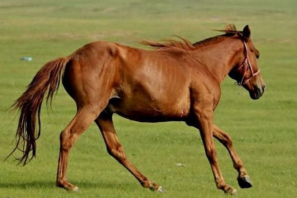 晚年运势平稳的生肖男生(晚年运势平稳的生肖男生有哪些)