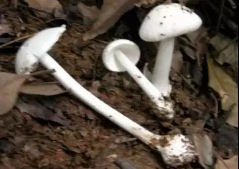 ▲中毒人数众多的白毒伞，外表纯洁朴素，又叫致命鹅膏，一个约50克（1两）的白毒伞所含毒素量足以毒死一个50公斤的成年人。