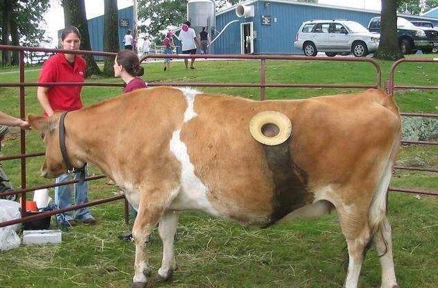 为什么要在奶牛身上挖个洞？还常常伸手去掏，牛不会痛吗？
