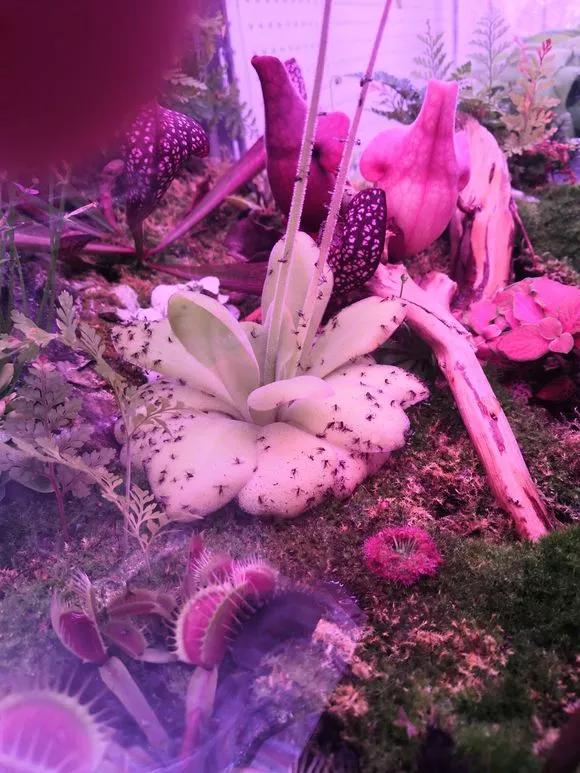 陶粒火山石，比不了一捧沙，挖点掺土里，不烂根夏天也能呼呼长