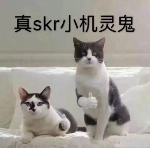 猫咪是隐藏的越狱高手，只要猫想要，铲屎官压根就关不住它们