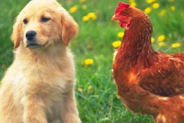 生肖狗与生肖鸡婚配,将会“鸡犬不宁”?那你就大错特错了
