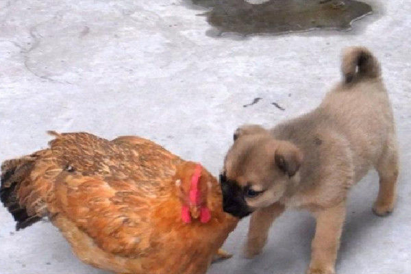 生肖狗与生肖鸡婚配,将会“鸡犬不宁”?那你就大错特错了