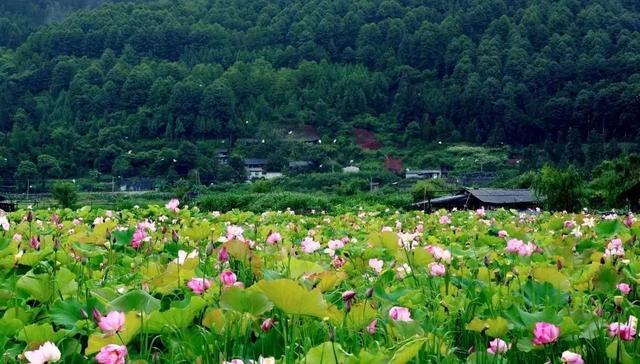 夏日里，云南的荷花开了：清香阵阵，沁人心脾