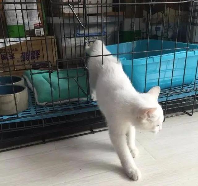 猫咪是隐藏的越狱高手，只要猫想要，铲屎官压根就关不住它们