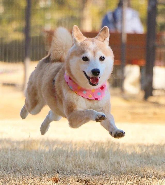 日本網紅柴犬的表情包又火了網友這次真的被可愛到了