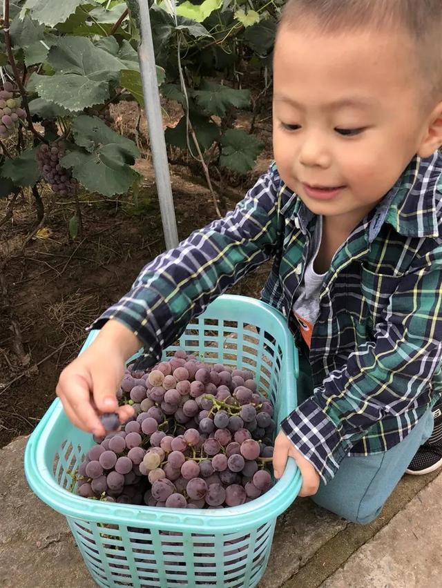 西峡这个宝藏地你还不知道？盛夏的果实这里都有！快约起来