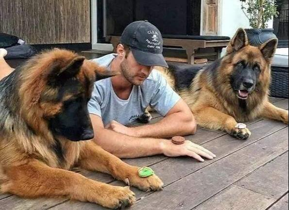 狗界“最帅”的6种狗狗,中国犬入围,帅得令人窒息|狗狗|昆明犬|拉布拉多