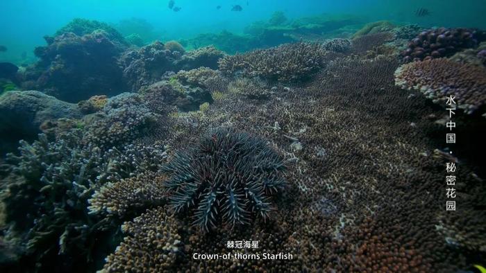 世界潮我看丨海底真的有世界？珊瑚有自己的秘密花园！