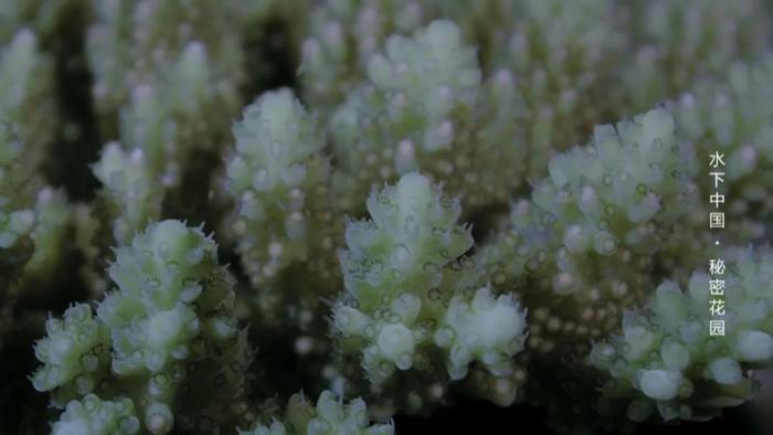 世界潮我看丨海底真的有世界？珊瑚有自己的秘密花园！