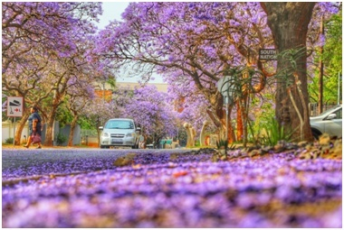 南非的考试季正值紫色的蓝花楹盛开的时节。吕强摄