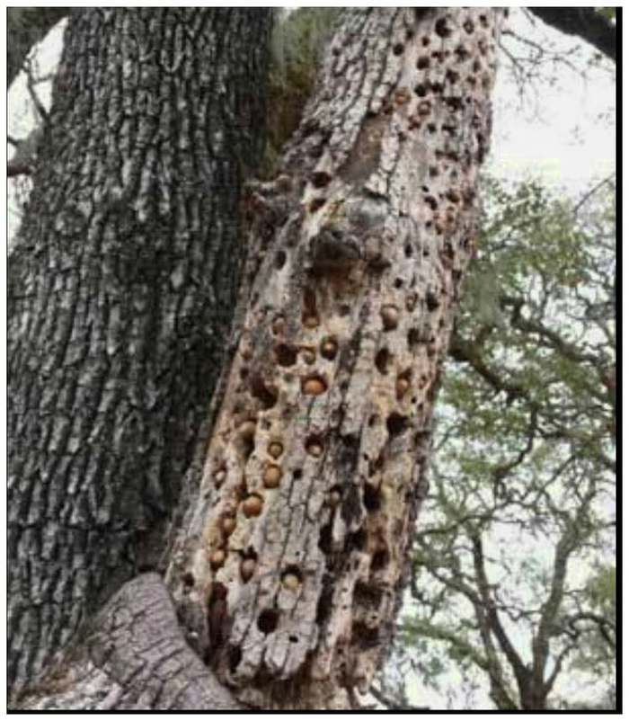 小伙发现树上密密麻麻的小洞,让人看着头皮发麻,知道真相傻了眼