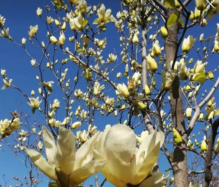 院子里栽2种树，春天到来繁花似锦，景色好美