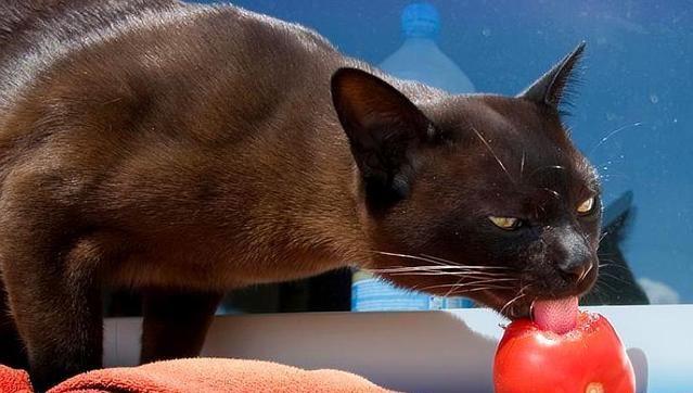 猫咪能吃“西红柿”，剥皮磨成糊糊，补充水分防衰老，吃少量即可