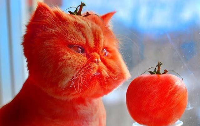 猫咪能吃“西红柿”，剥皮磨成糊糊，补充水分防衰老，吃少量即可