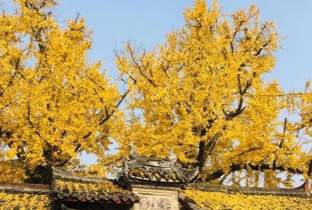 「古树的故事·广汉篇」跨越千年的相守，陪伴是最长情的告白