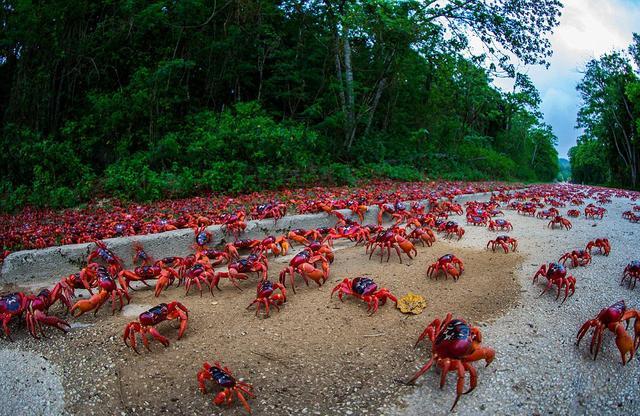 这个国家螃蟹成灾，多到吃不完，为何中国旅客去了却没食欲？
