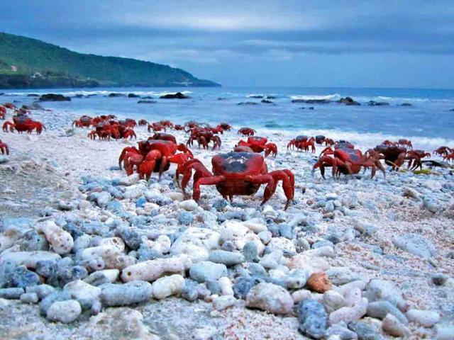 这个国家螃蟹成灾，多到吃不完，为何中国旅客去了却没食欲？