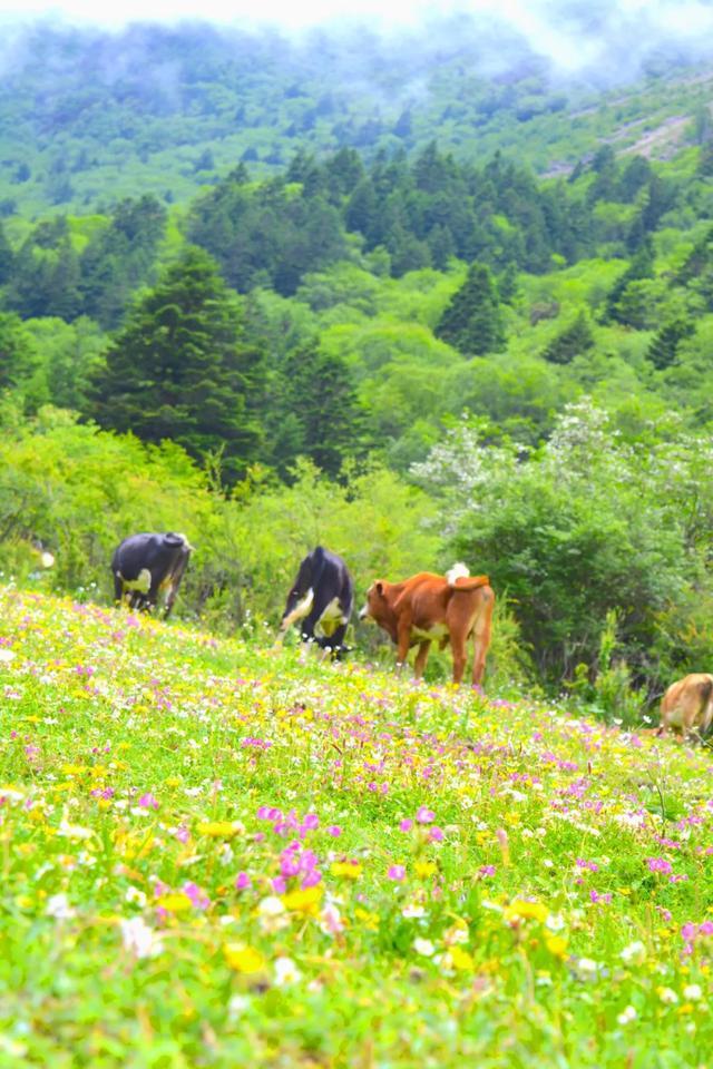 大半都免费！四川这7处仙境花海，风景纯净又小众，最快2天耍来回