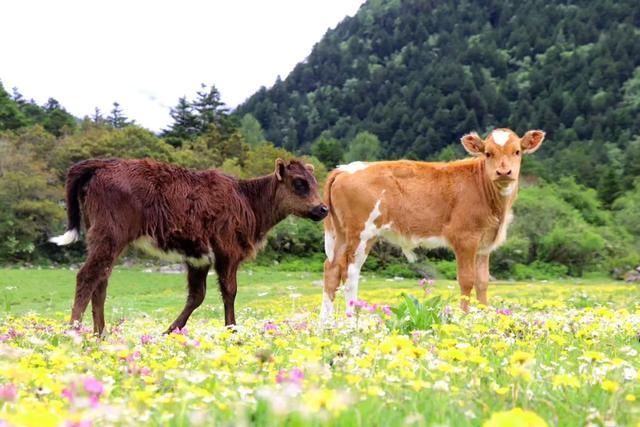 大半都免费！四川这7处仙境花海，风景纯净又小众，最快2天耍来回