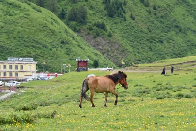 大半都免费！四川这7处仙境花海，风景纯净又小众，最快2天耍来回