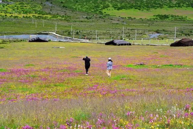 大半都免费！四川这7处仙境花海，风景纯净又小众，最快2天耍来回