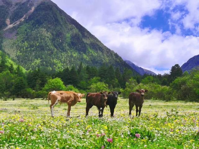 大半都免费！四川这7处仙境花海，风景纯净又小众，最快2天耍来回